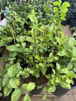 Jasmine Plant $15 Each