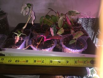 Small houseplants