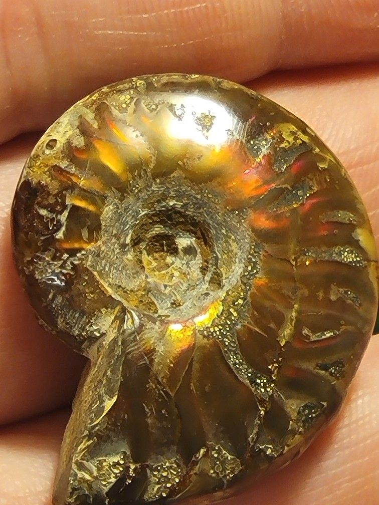 Natural Ammolite Fossil Uncut