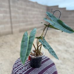 Philodendron Billietiae | Elongated Leaves • Sculptural Growth