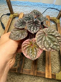 Peperomia Abricos pet friendly plant