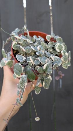 Ceropegia Woodii Strings Of Hearts Variegated Plant 4" Pot - Indoor House Plants 