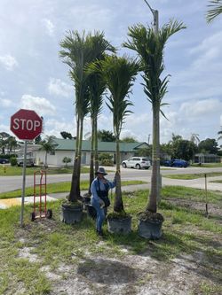 14 Feet Tall Christmas Palms Coconut Foxtail Fishtal
