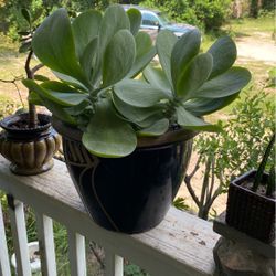 Succulent