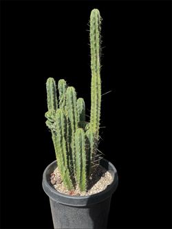 Trichocereus pachanoi san pedro