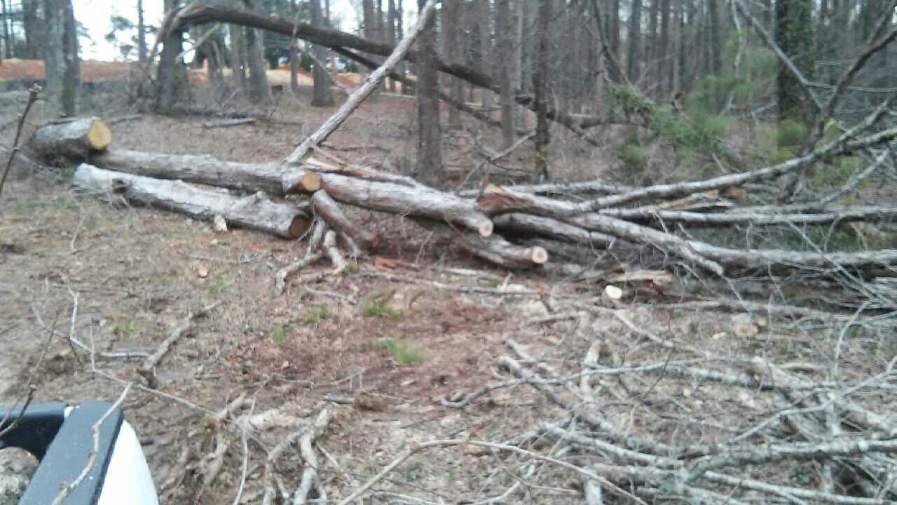 I CUT TREES