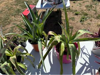 Plants