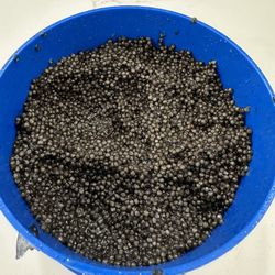 Caviar For Sale 