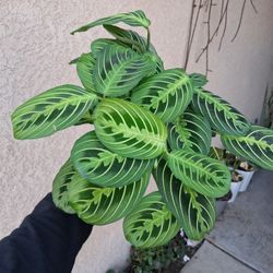 Small Lemon Lime Maranta Prayer Plant $18
