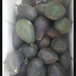 Organic Avocados 4 sale!! Straight from the tree!7x5