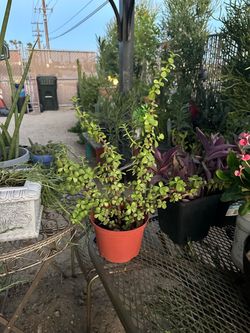 Jade plant