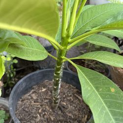 Plumeria White Flower 