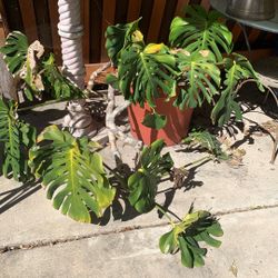 Monstera —Swiss Cheese Plant in Pot