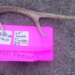 Elk Antler