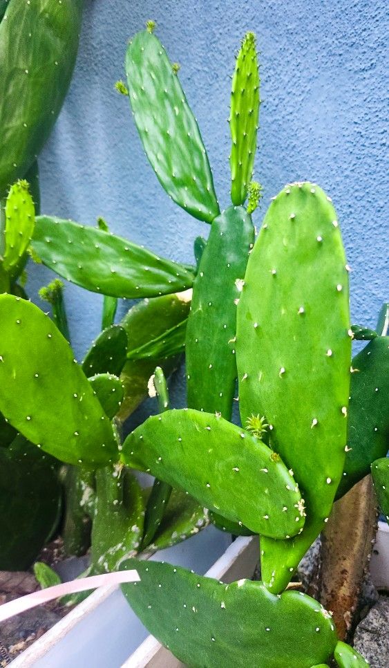 Optunia Nopales Prickly Pear Cactus Cuttings - Spineless, Thornless, Edible. 🌵