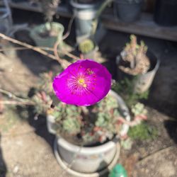 Cistanthe Grandiflora 