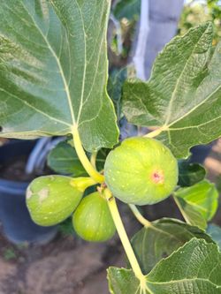 Arboles Frutales Higos, Papayas, Jujube, Mispero, Guava ,Duraznos, Guamuchil,