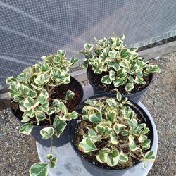 Ficus Triangularis Plants  8" Pot $5 Each