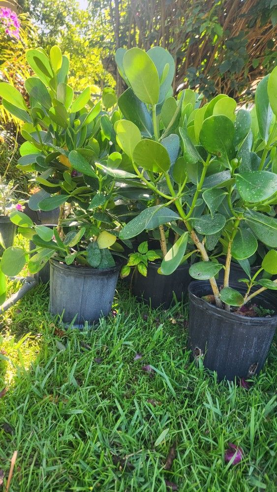 Clusias Plants For Privacy!!! Hedge !! 2 Feet Tall! Fertilized 