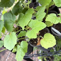 Early Yellow Straightneck Squash plants