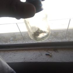 Money Tree Seeds Bundle