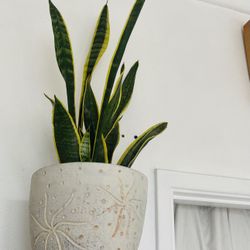 Pot And Snake Plant 