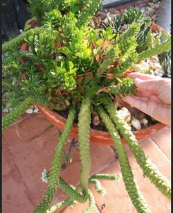 M. Stapeliodes f var Guentheri Euphorbia neostapelioides  (Medusa) Succulent Cactus RARE Plant