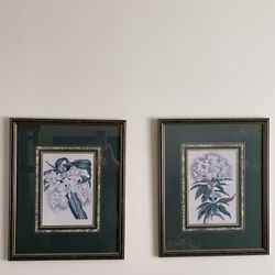 Framed Botanical Prints
