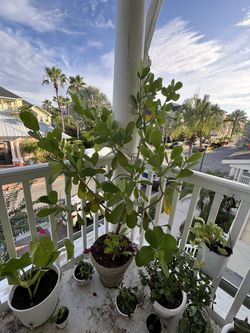 Clusia Rosea (Autograph Tree) 