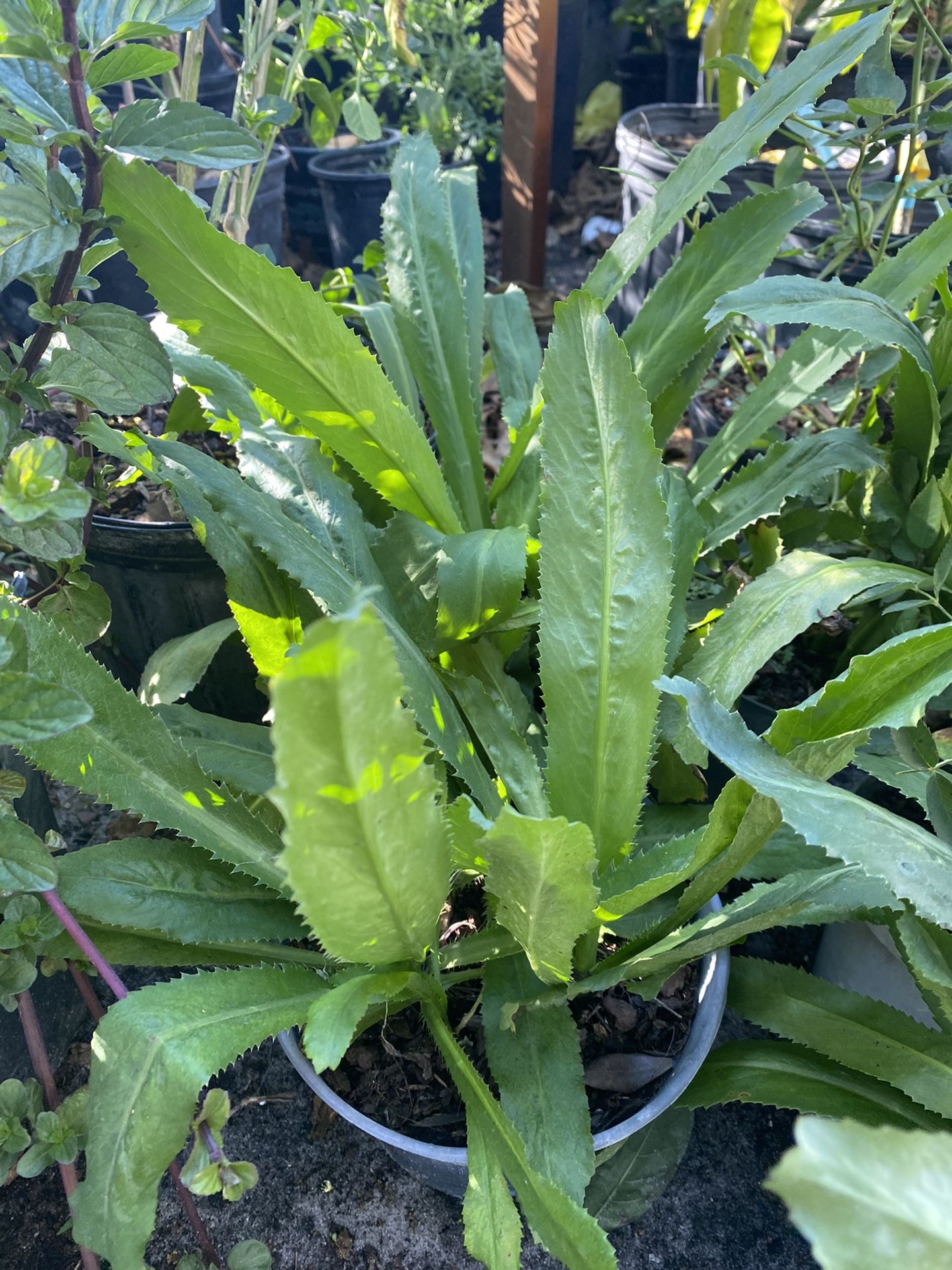 Culandro Herb.