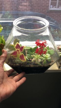 Plant terrarium succulents