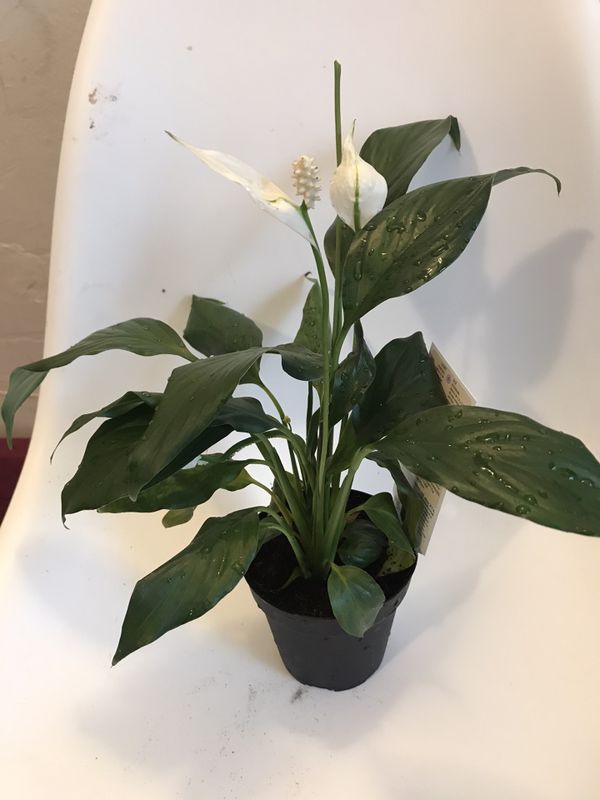 Peace lily indoor plants for Sale in Chicago, IL OfferUp