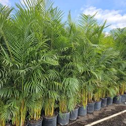 arecas and podocarpus About  7 feet tall over the pot Instant privacy Hedge for fence green full 