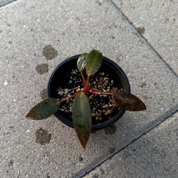 Philodendron Pink Princess- PPP- 3.5” Pot