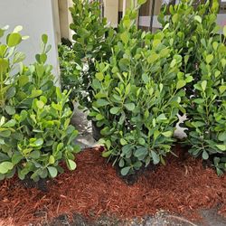 Clusias About 5 Feet Tall Full Green  Fertilized  Ready For Planting Instant Privacy Hedge  Same Day Transportation 