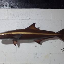 Cobia Fish Mount 