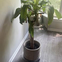 Corn Plant
