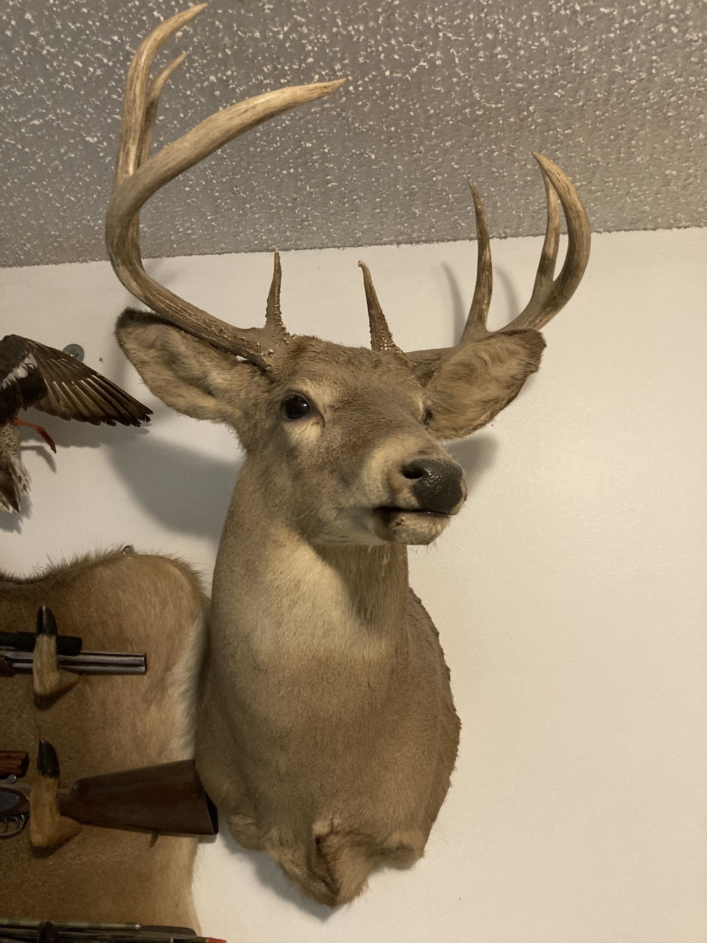 9 Point Deer