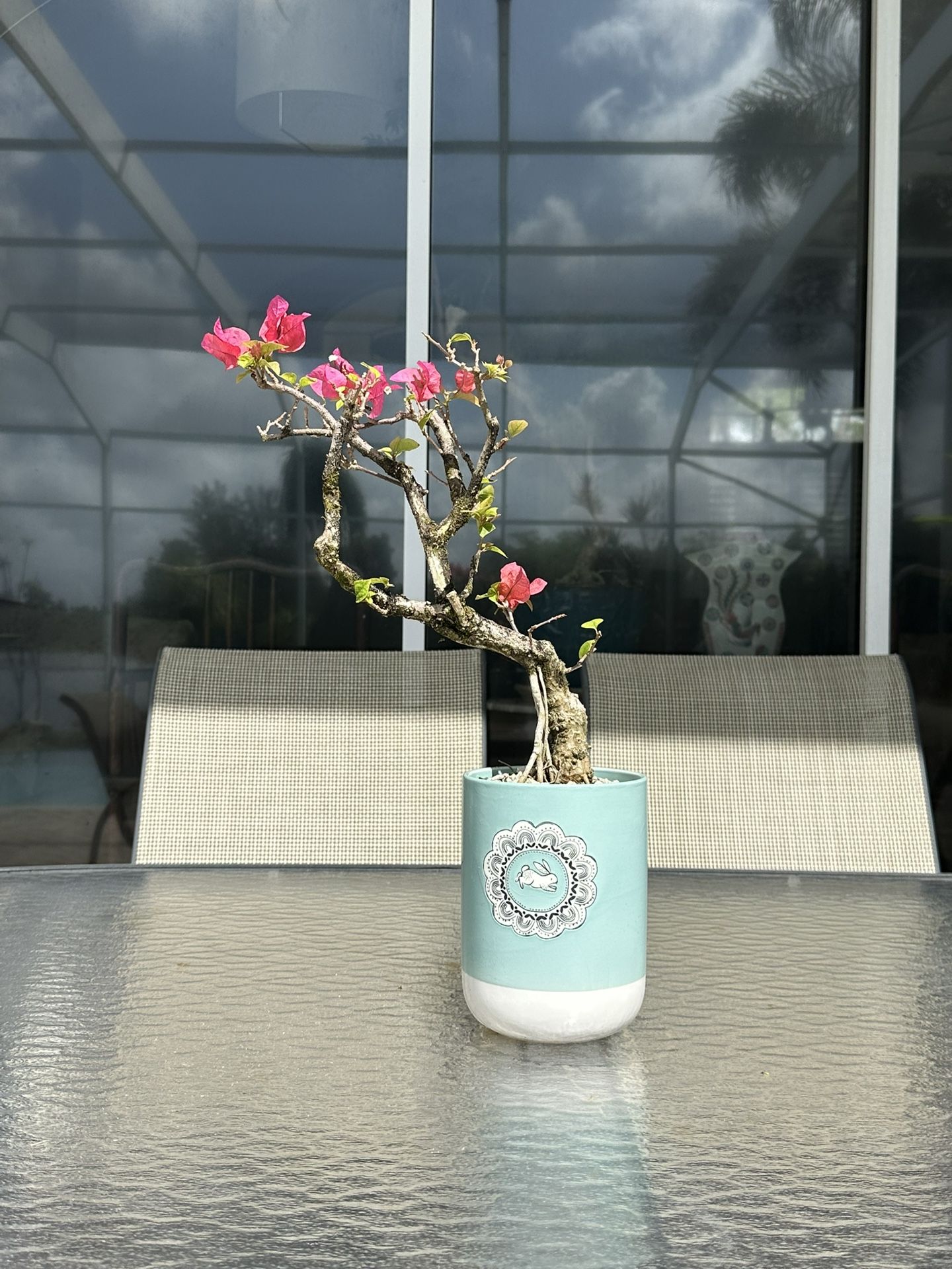 Bougainvillea Bonsai