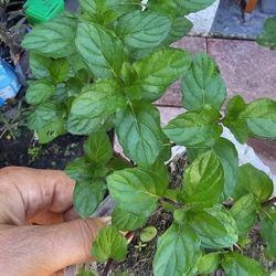 Peppermint Mint Live Herb Plant, Rooted, Actively Growing