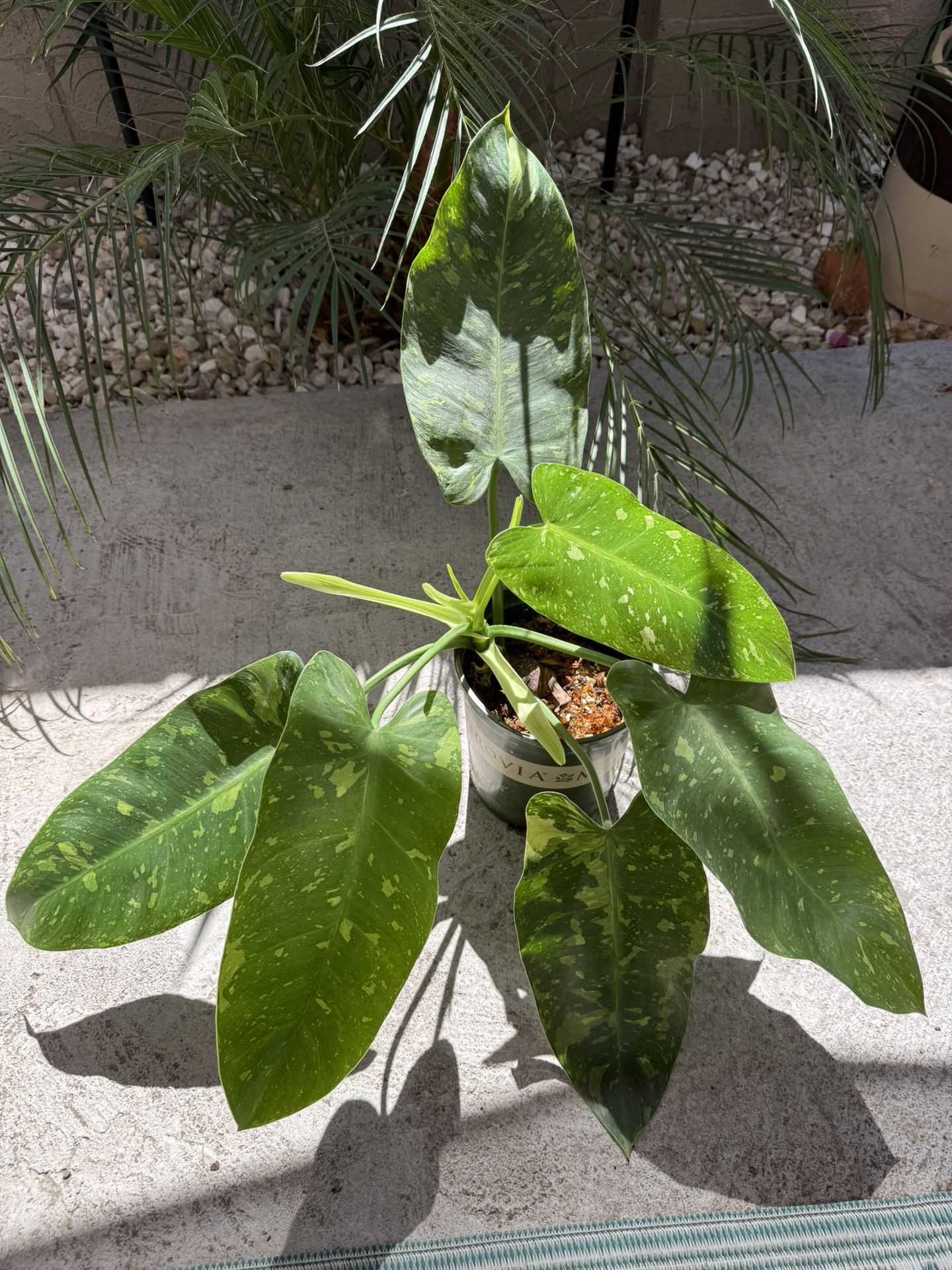 Jose Bueno Philodendron