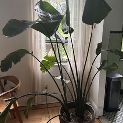 Bird Of Paradise 6ft Large Healthy 