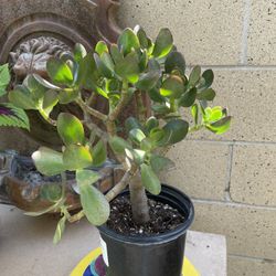 Large Jade Tree, Crassula Ovata In 1 Gallon Pot