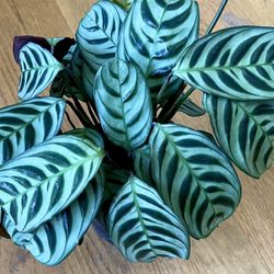 Non-Toxic Calathea Burle Marx Plant / Free Delivery Available  Thumbnail