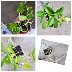 Beautiful Hoya Plants With Optional Free Succulents Or Flowering Plants 
