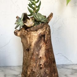 Live Succulents Wooden Planter