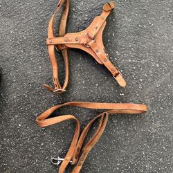 Harness And Leashes 