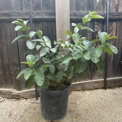 Guava Tree