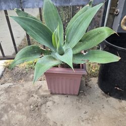 Plants 