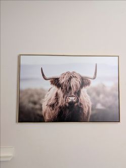 Highland Cow Framed Canvas